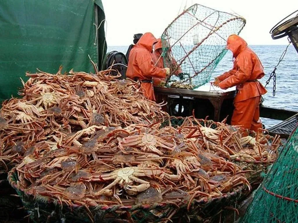 продаем морепродукты Дальнего востока.  в Владивостоке 2