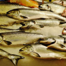 Управлением Россельхознадзора выявлено нарушение при ввозе в Приморье рыбных полуфабрикатов из Республики Корея