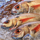 Предприятия Приморья за 9 месяцев сократили вылов рыбы на 10,4%