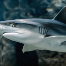 Впервые в России биологи получили потомство древней акулы