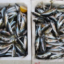Рыбаки Приморья освоили более 85% квот минтая