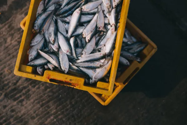 В Приморье и на Сахалине проконтролирован экспорт 232 партии рыбы и морепродуктов