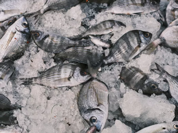 Темп выгрузки свежевыловленной рыбы в порту Владивостока вырос