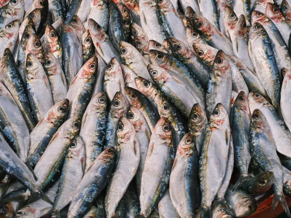 Отгрузки рыбопродукции из порта Владивостока на внутренний рынок идут непрерывно