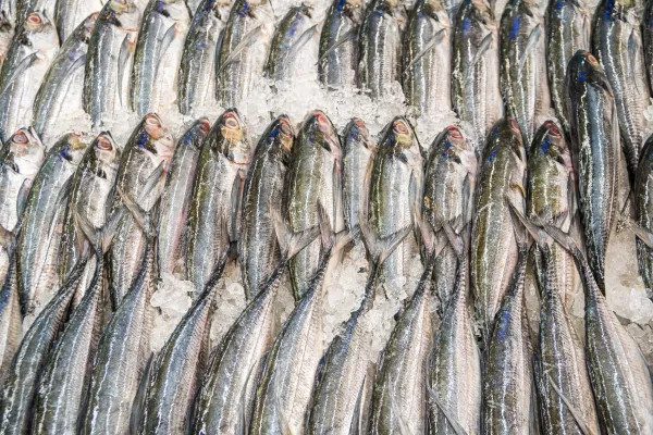 Отгрузки рыбы на внутренний рынок через порт Владивостока идут постоянно