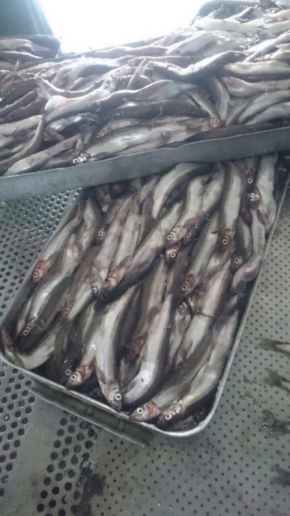 Сколько Стоит Кета В Магазине