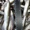 свежемороженая рыба и морепродукты оптом в Владивостоке 13