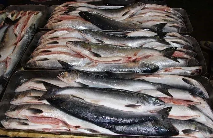 свежемороженая рыба и морепродукты оптом в Владивостоке 8