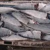 свежемороженая рыба и морепродукты оптом в Владивостоке 16