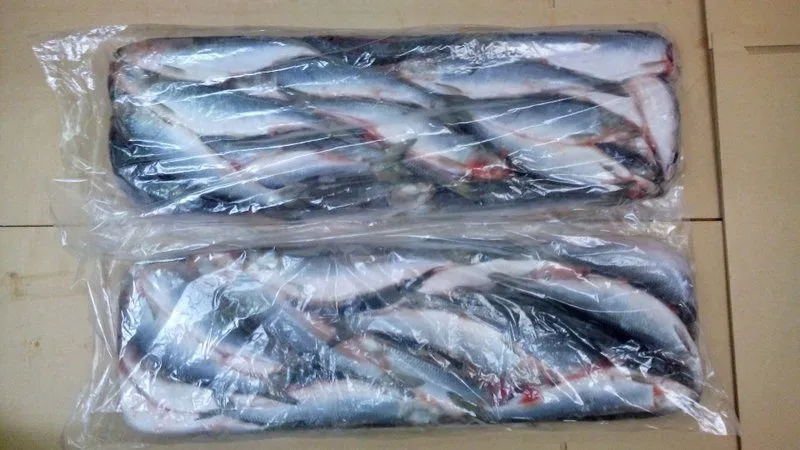 свежемороженая рыба и морепродукты оптом в Владивостоке 11