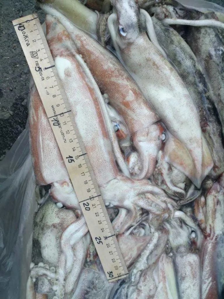 свежемороженая рыба оптом в Владивостоке 5