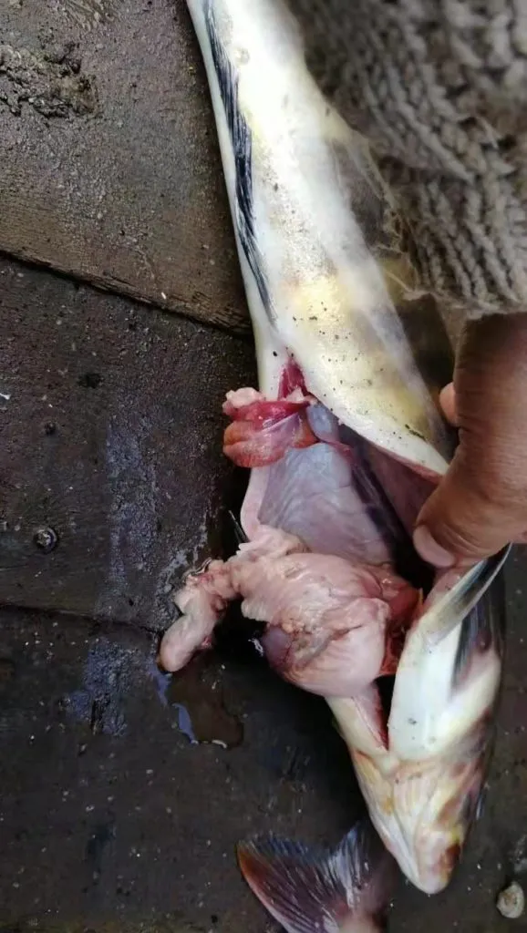 свежемороженая рыба оптом в Владивостоке 9