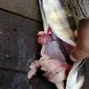 свежемороженая рыба оптом в Владивостоке 9