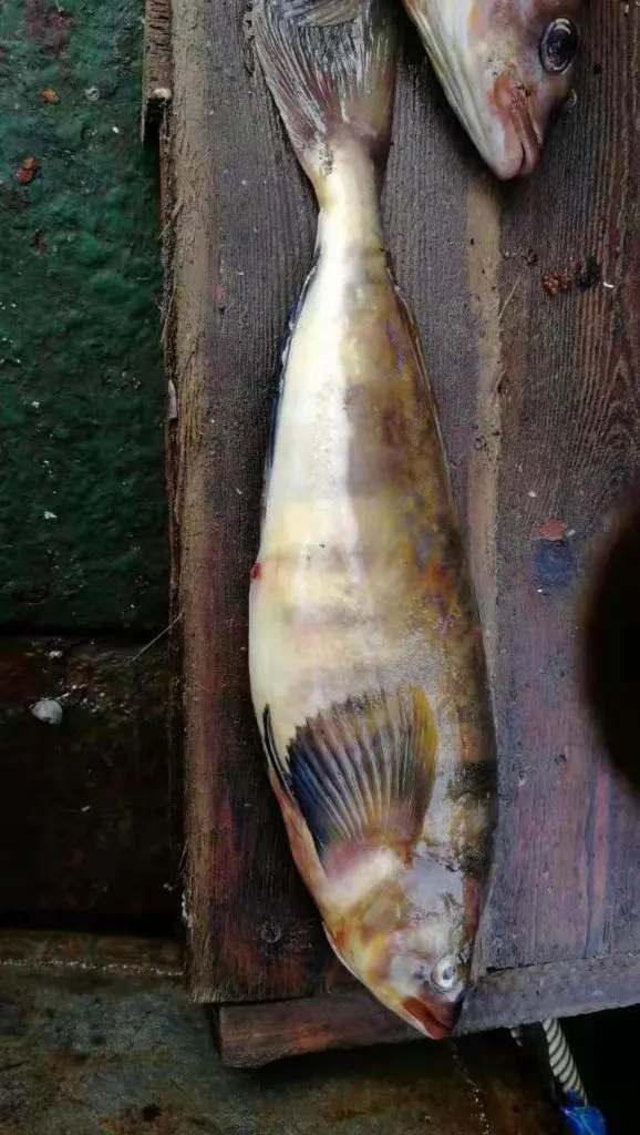 свежемороженая рыба оптом в Владивостоке 8