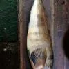 свежемороженая рыба оптом в Владивостоке 8
