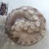 осьминог молодой шар сыро-мороженный  в Владивостоке 2