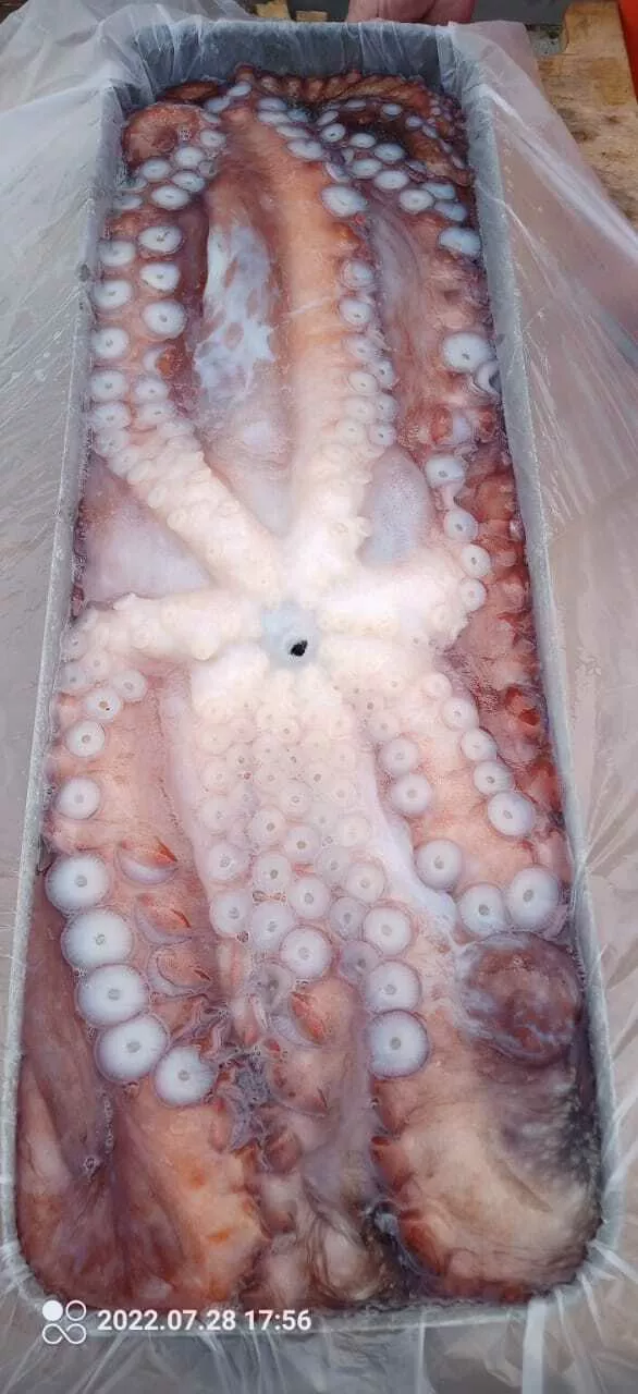 осьминог свежемороженый от производителя в Владивостоке и Приморском крае 4