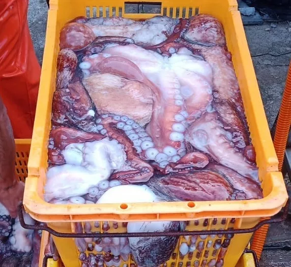 осьминог свежемороженый от производителя в Владивостоке и Приморском крае