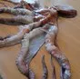 осьминог в Владивостоке