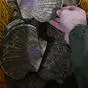 гребешок живой приморский в Владивостоке 2