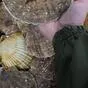 гребешок живой приморский в Владивостоке