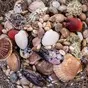 живые песчанки от  в Владивостоке и Приморском крае