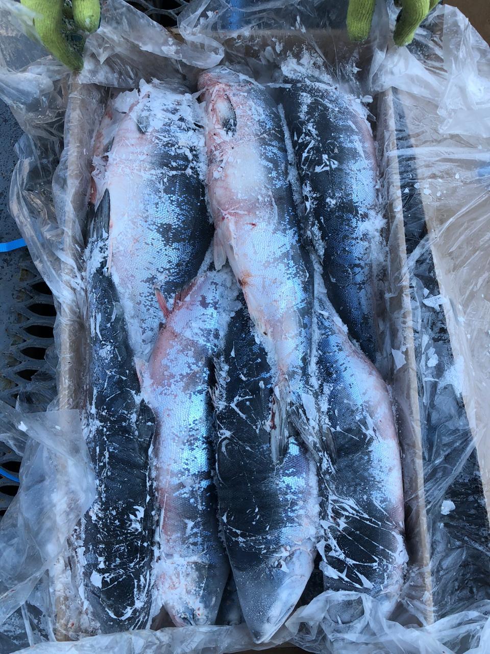 северо-Курильский дикий лосось в Владивостоке