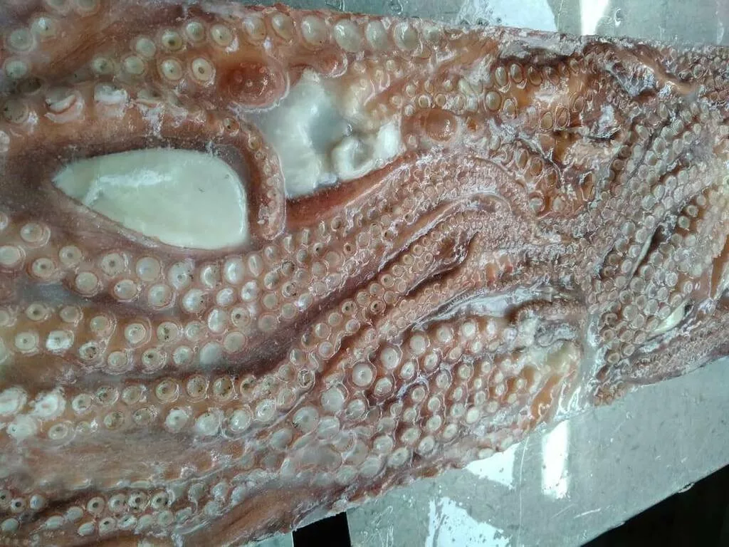 осьминоги, 50...грамм в Владивостоке и Приморском крае