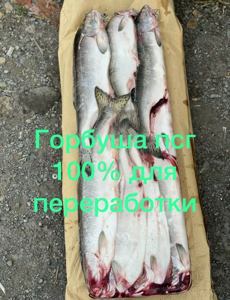 рыба оптом в Владивостоке 8