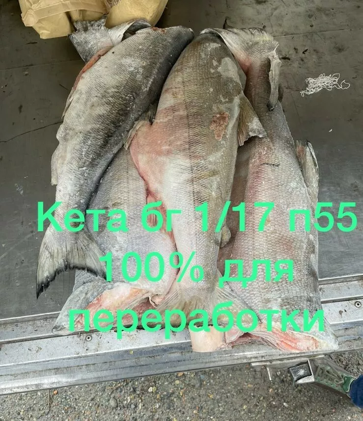 рыба оптом в Владивостоке 7