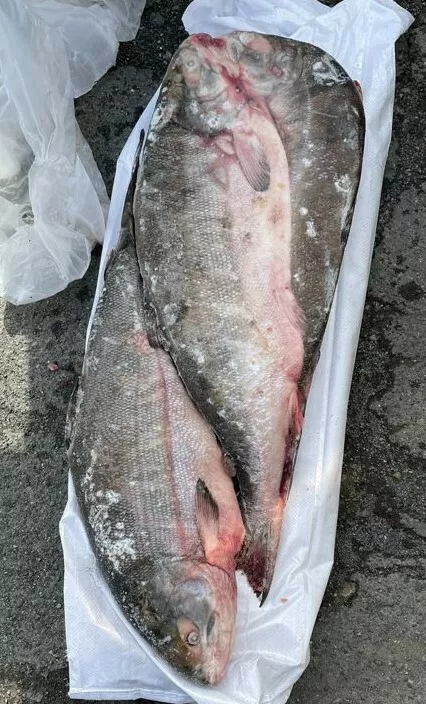 рыба оптом в Владивостоке 3