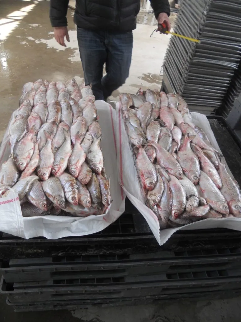 фотография продукта вяленая рыба из Астрахани