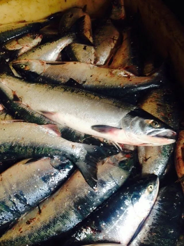фотография продукта Рыба свежая Камчатка вылов 2020